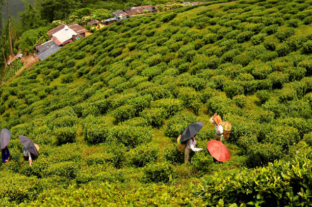 istock Tea Plantation, Darjeeling, India 970620166