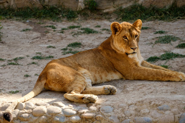 istock The lioness lies on the ground 970620310