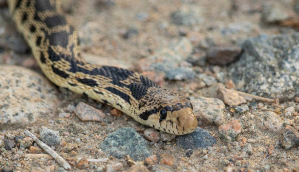 istock A bc Gopher Snake slides through the dirt trail. 970638964