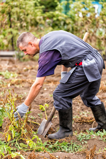 istock The farmer digs out the ripe potatoes 970647586