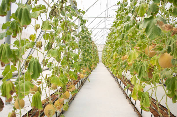 istock Melon farm in greenhouse, front view. 970657670