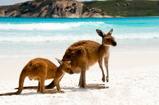 Kangaroos Kangaroos on White Sand Beach cape le grand national park stock pictures, royalty-free photos & images