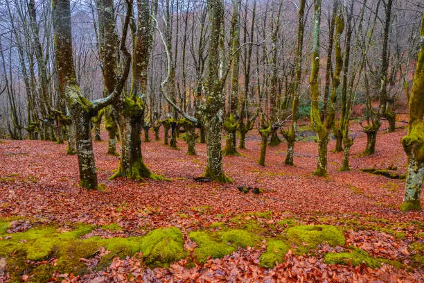 Beech forest during the Autumn