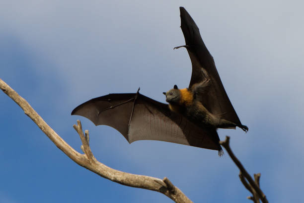 fruit bat o ziemi na gałęzi - bat fruit bat mammal australia zdjęcia i obrazy z banku zdjęć