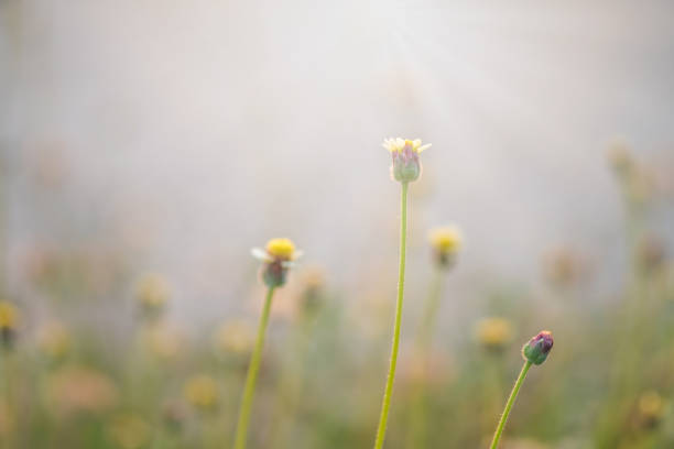 istock flower grass and sunlight at relax morning time 970673714