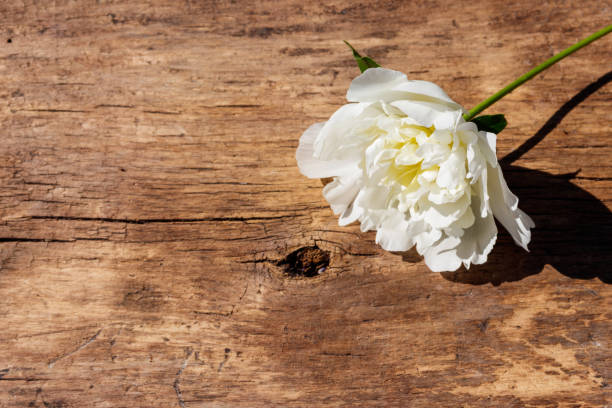 istock White peony flower on rustic wooden background. Copy space 970676580