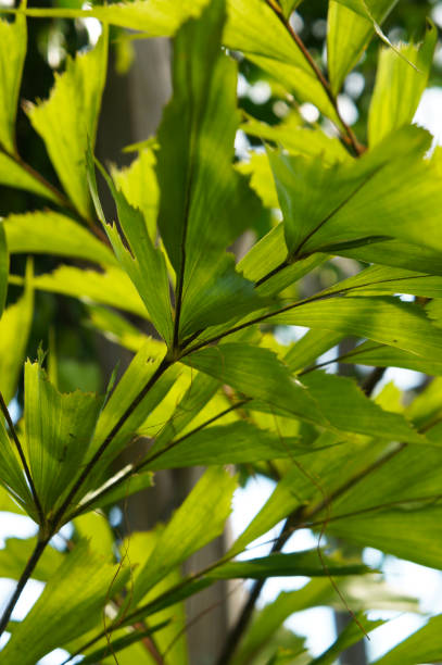 caryota rumphiana fischschwanz oder albert palm oder fish tail palm grüne laub im sonnenlicht - rainforest palm tree leaf plant stock-fotos und bilder