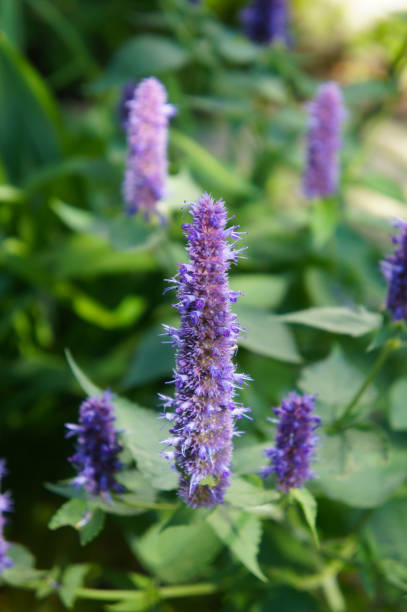 Anise hyssop or agastache foeniculum black adder purple flowers with green Anise hyssop or agastache foeniculum black adder purple flowers with green agastache stock pictures, royalty-free photos & images