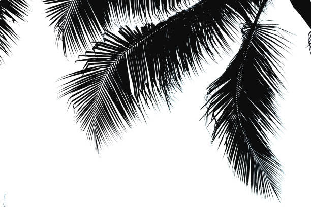 istock Black silhouette of coconut leaves 970688794