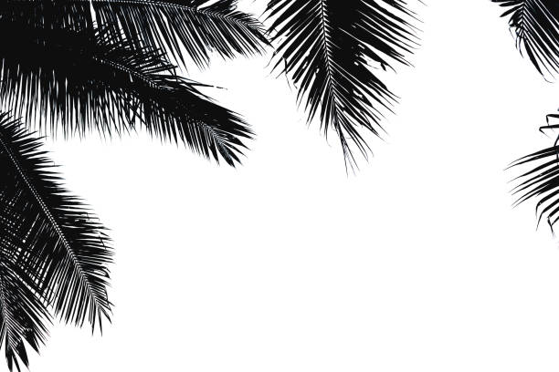 istock Black silhouette of coconut leaves 970689162