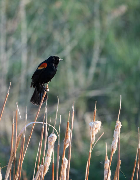 istock A Red-Winged Blackbird Perched on a Dried Cattail 970689202