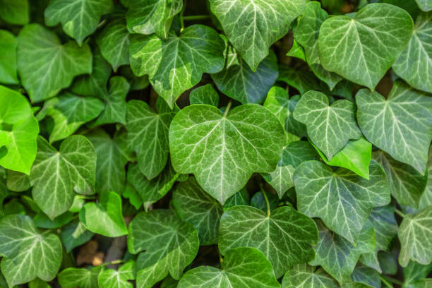 istock Background with green ivy covering the wall 970712678