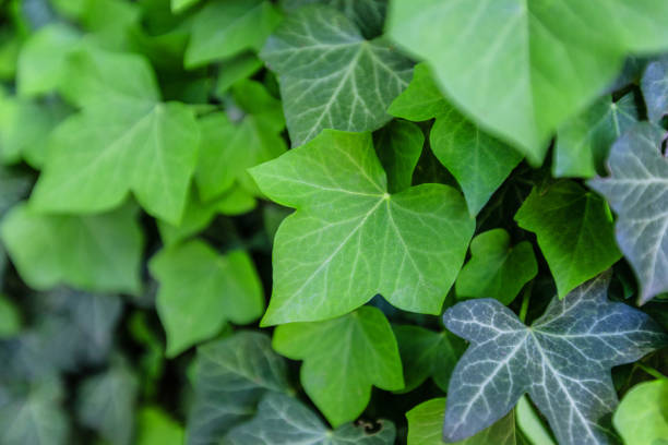 istock Background with green ivy covering the wall 970712684