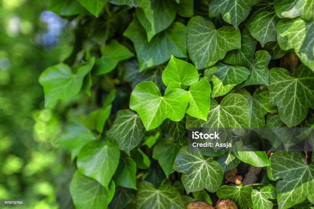 Background with green ivy covering the wall Background with green ivy covering the gray wall Ivy Stock Photo