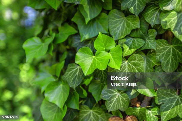 Background With Green Ivy Covering The Wall Stock Photo - Download Image Now - Ivy, Plant, Fence