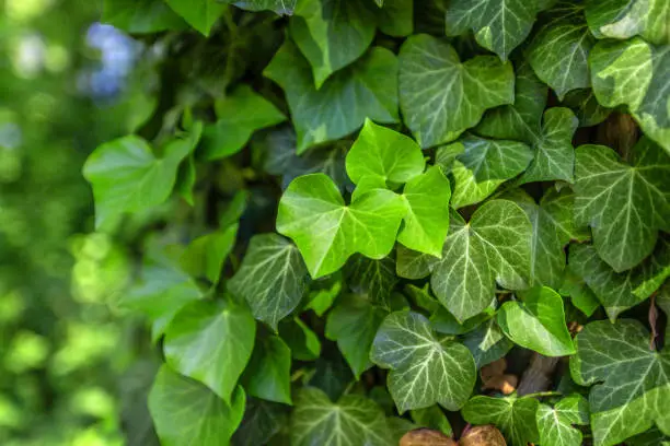 Photo of Background with green ivy covering the wall