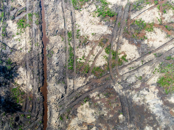 istock traces of the forest landscape 970717742