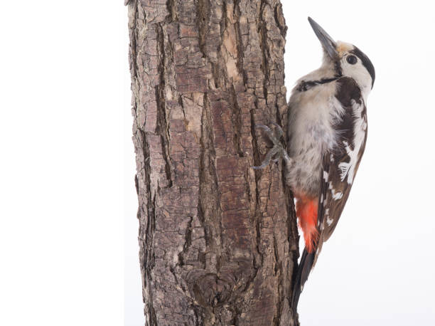 istock Great Spotted Woodpecker (Dendrocopos major) sits the bark of a tree 970718080