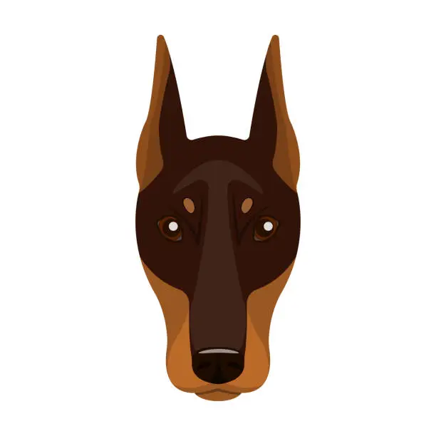 Vector illustration of Dog breed, Doberman.Dobermann's muzzle single icon in cartoon style vector symbol stock illustration web.