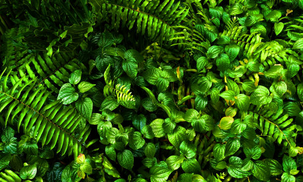istock Vertical garden with tropical green leaf, contrast 970718132