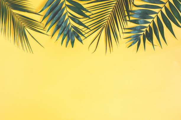 istock Tropical palm leaves on yellow background. Flat lay, top view 970718670