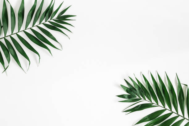istock Tropical palm leaves on white background. Flat lay, top view 970718894