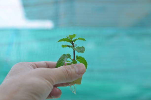 istock Green Hydroponics in the garden 970718932