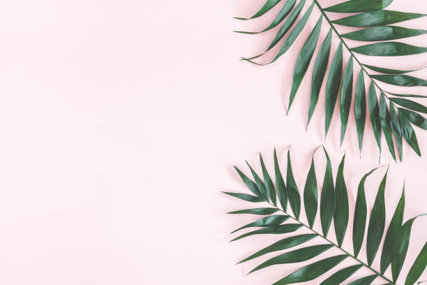 istock Tropical palm leaves on pastel pink background. Flat lay 970718996