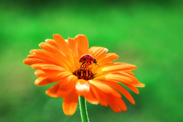 istock Ladybug and orange gerbera flower on sun against grass. 970722536