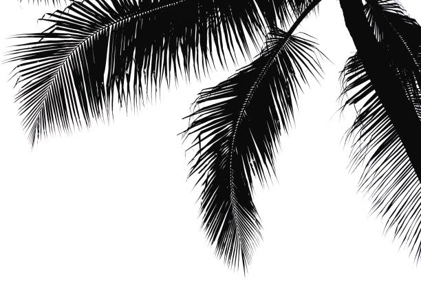 istock Black silhouette of coconut leaves 970727284