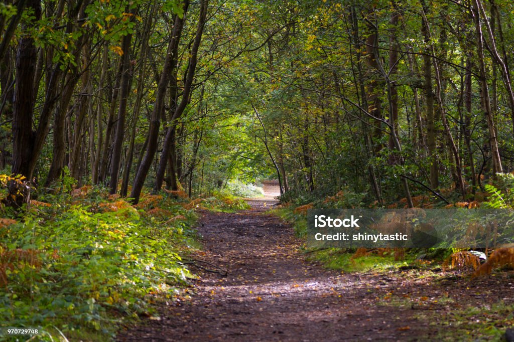 Sunlit forest path with big pine trees and bracken A sunlit path through a woodland in Wokingham, there's some massive pine trees to the side and a bit of bracken (or is it fern (or are they the same thing?)?). It's autumn and you can tell! Nature Reserve Stock Photo