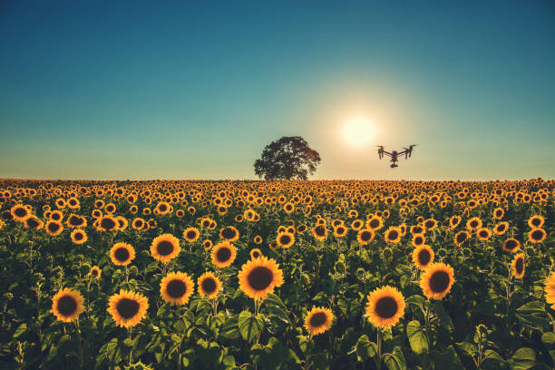 istock Flying drone and sunflower field. Sunset. 970730458
