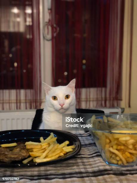 White Cat Sitting By The Table Stock Photo - Download Image Now - Animal, Begging - Animal Behavior, Comfortable