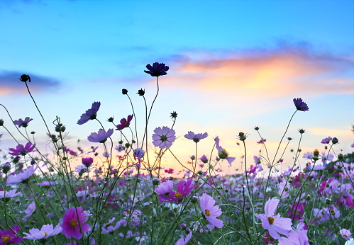 A beautiful sky with cosmos in it
