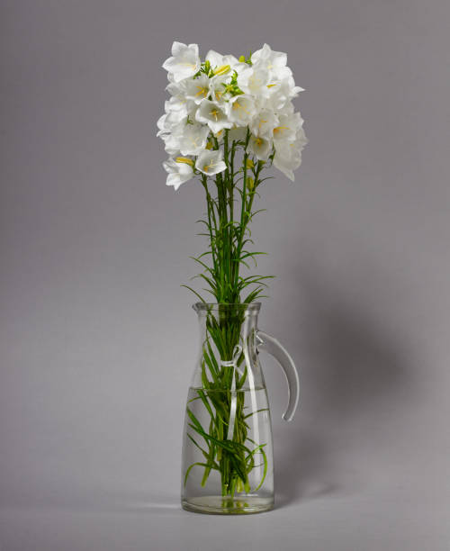 istock bellflower in a vase on gray background 970736800