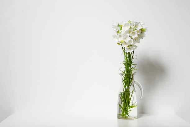 istock bellflower in a vase on a table by the wall, white background 970736894