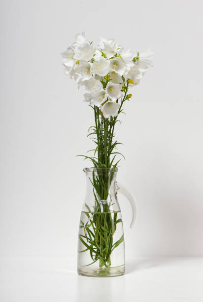 istock bellflower in a vase on a table by the wall, white background 970736928