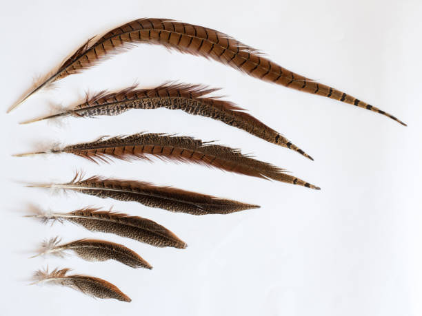 pheasant (Phasianus colchicus) feathers on white background stock photo