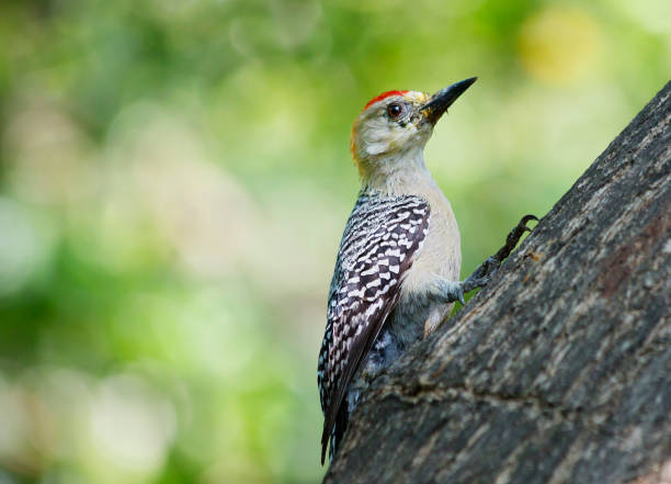 istock Woodpecker-melanerpes. 970740394