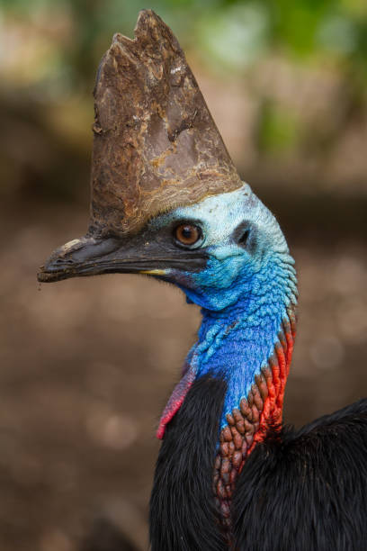istock Cassowary Close Up Shot 970744448