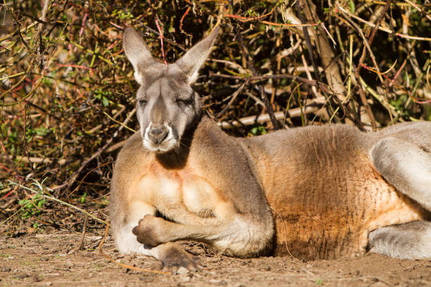 istock Red Kangaroo relaxing in the sun 970744536
