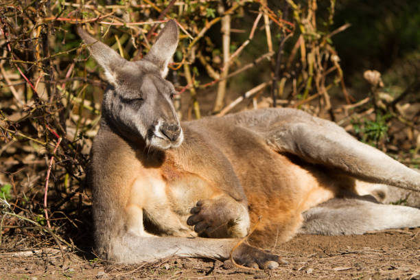 istock Red Kangaroo relaxing in the sun 970744602