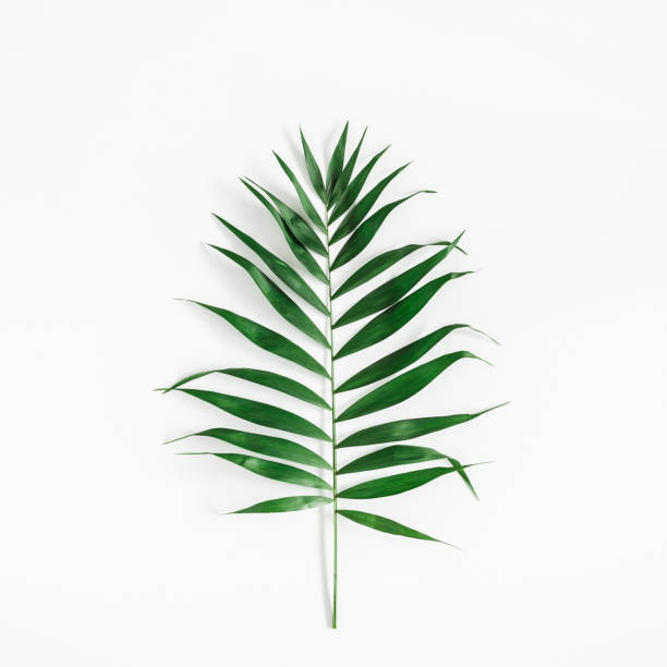 istock Tropical palm leaf on white background. Flat lay, top view 970744674