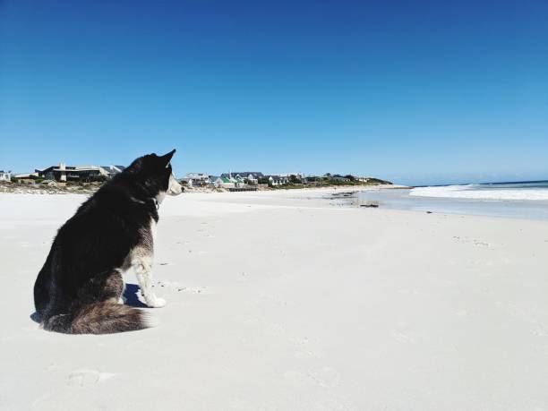 Husky on the beach in Simon's Town, near Cape town, South Africa