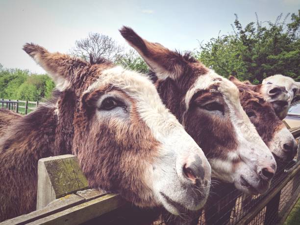 asini marroni con grandi orecchie e occhi tristi - hiding donkey mule animal foto e immagini stock