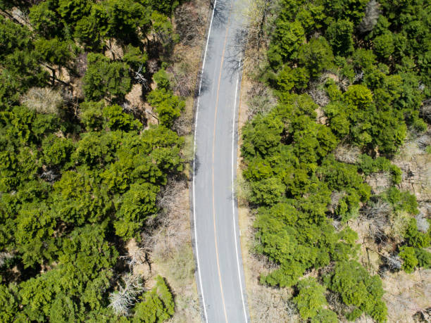 istock Aerial view of the way in forest 970752556