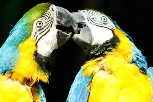 Two macaws kiss and make up.