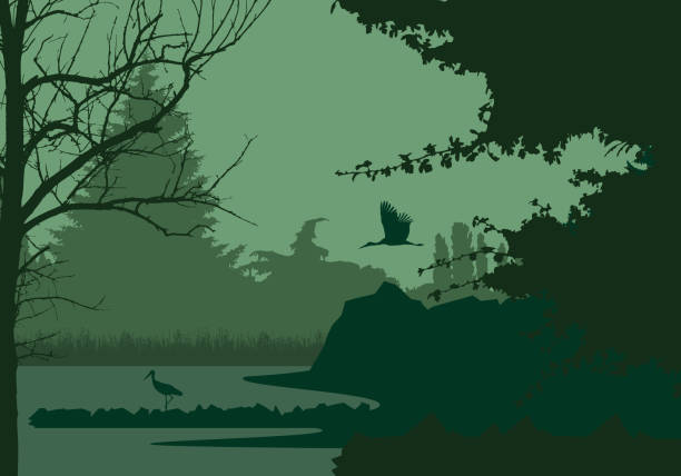ilustraciones, imágenes clip art, dibujos animados e iconos de stock de humedal con bosque y cigüeña volando y a pie, bajo el cielo de noche - vector - estero zona húmeda
