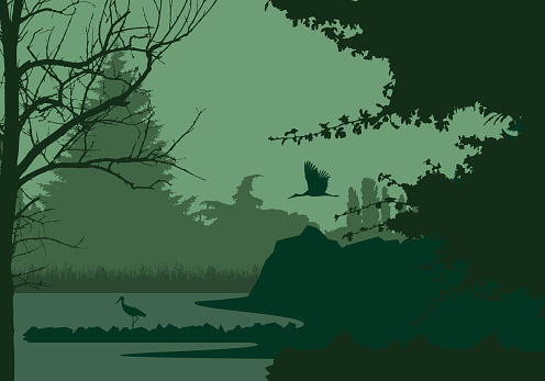 Wetlands with forest and flying and standing stork, under the evening sky - vector