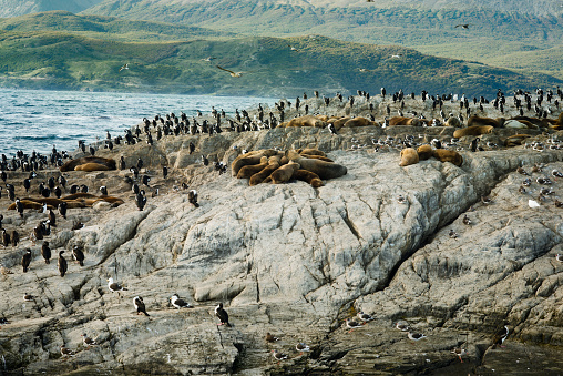 Colony Of Sea Lions And King Cormorants Resting On A Small Island On The Beagle Channel, Tierra Del Fuego, Argentina